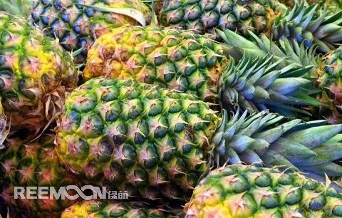 即將到來(lái)的3-5月是菠蘿大量成熟的季節(jié)，但是本月中旬已有幾十家采購(gòu)商應(yīng)邀前往徐聞考察，帶動(dòng)起一波菠蘿采購(gòu)潮。2月12日，徐聞縣向全球采購(gòu)商發(fā)出《來(lái)自“菠蘿的?！钡男拧芬l(fā)熱烈反響。十多家境內(nèi)外媒體紛紛轉(zhuǎn)發(fā)點(diǎn)贊，不少外地采購(gòu)商“搶鮮”登門(mén)。短短3天時(shí)間，已經(jīng)有來(lái)自遼寧、山東、山西、陜西、四川、河南、上海等地的