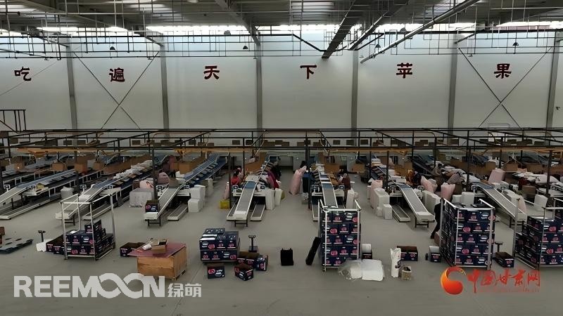 “這個綠萌‘呵福式’智能四通道一體自動化分揀包裝生產(chǎn)線剛安裝上就投入使用，高效便捷。幫我們完成對尼泊爾出口的300噸蘋果分揀包裝?！膘o寧蘋果產(chǎn)地冷鏈物流園運營團隊負責(zé)人孫杰錕在剛剛建成投入使用的分選車間邊忙向記者解說?！澳壳熬头謷囬g創(chuàng)造就業(yè)崗位三百多個，其中包裝工約300人、檢果工50人、裝卸工20人，為周