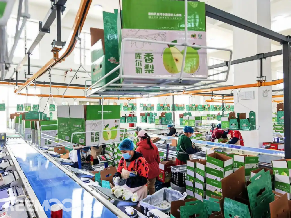 每個(gè)香梨都被放在專屬的小托盤里，從傳送帶上“走”到電腦稱重的“過道”里，被分為180克以上、160克至180克、140克至160克、120克至140克、100克至120克等各個(gè)規(guī)格，分為不同級(jí)別后，一個(gè)個(gè)香梨“躺”著被電腦指令輸送到不同的級(jí)別通道中，順著傳送帶就送到了包裝工人的手邊，他們?cè)僖粋€(gè)個(gè)套上保鮮紙和發(fā)泡網(wǎng)，頭頂上傳送的